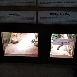 Long Island Aquarium - Critter Corner, uromastyx, empty