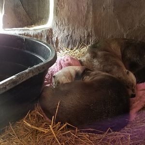 Long Island Aquarium - NARO otter falls, inside tree viewing