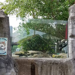 Long Island Aquarium - NARO otter falls