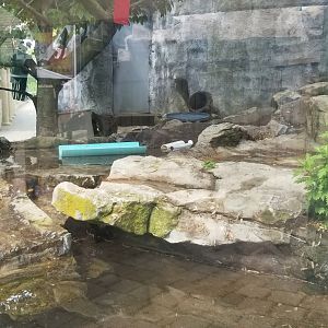 Long Island Aquarium - NARO otter falls