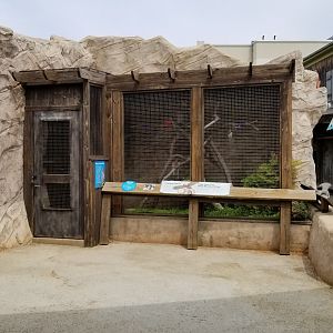 Long Island Aquarium - Critter Cove, barred owl
