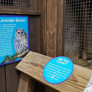 Long Island Aquarium - Critter Cove, barred owl