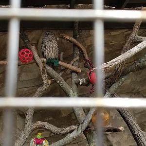 Long Island Aquarium - Critter Cove, barred owl