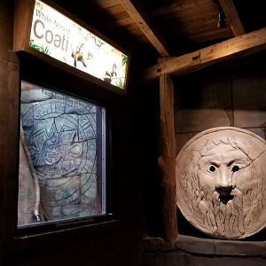 Long Island Aquarium - Coati