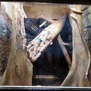 Long Island Aquarium - Coati