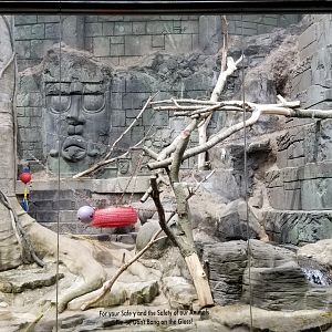 Long Island Aquarium - Japanese macaques