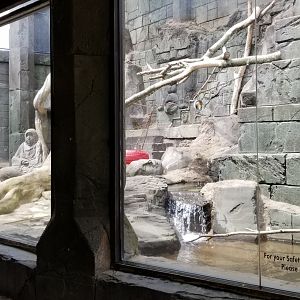 Long Island Aquarium - Japanese macaques