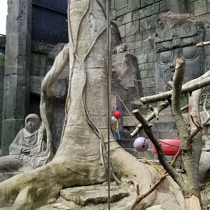 Long Island Aquarium - Japanese macaques