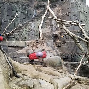 Long Island Aquarium - Japanese macaques