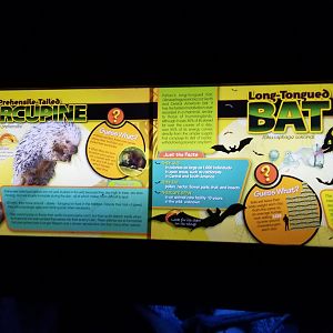 Long Island Aquarium - Creatures of the Night