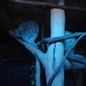 Long Island Aquarium - Creatures of the Night