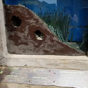 Long Island Aquarium - Ancient Reptile Ruins, nest display outside