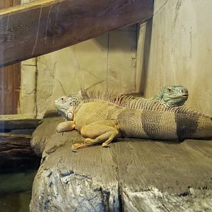 Long Island Aquarium - Ancient Reptile Ruins, Green iguanas