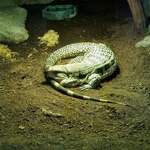 Long Island Aquarium - Ancient Reptile Ruins, unsigned monitor