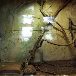 Long Island Aquarium - Ancient Reptile Ruins, Mangrove monitor