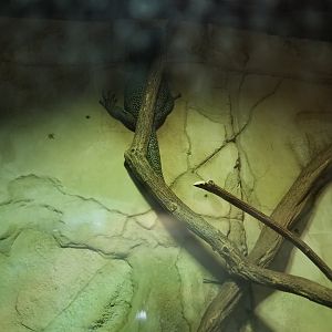 Long Island Aquarium - Ancient Reptile Ruins, Mangrove monitor