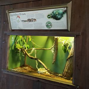 Long Island Aquarium - Ancient Reptile Ruins, Green tree pythons