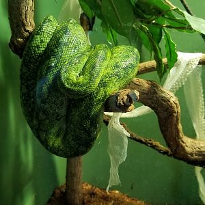 Long Island Aquarium - Ancient Reptile Ruins, Green tree pythons