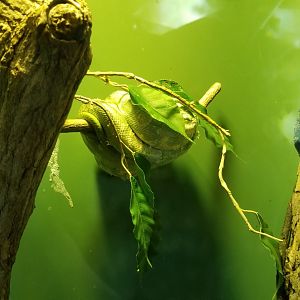 Long Island Aquarium - Ancient Reptile Ruins, Green tree pythons