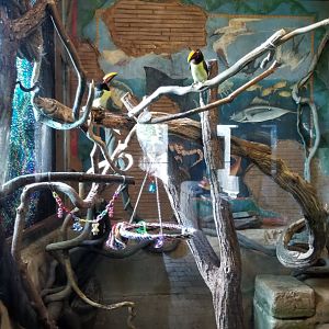 Long Island Aquarium - Ancient Reptile Ruins, green aracari