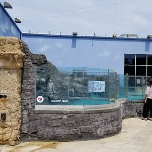 Long Island Aquarium - Sea Lion Coliseum