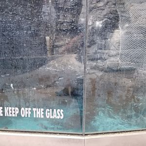 Long Island Aquarium - Sea Lion Coliseum