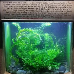 Long Island Aquarium - Axolotl