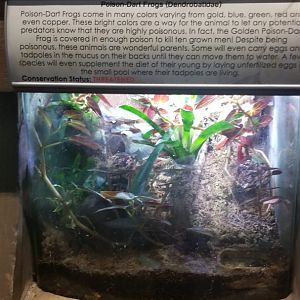 Long Island Aquarium - Dart frogs, only saw one azure