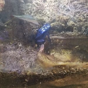 Long Island Aquarium - Blue dart frog
