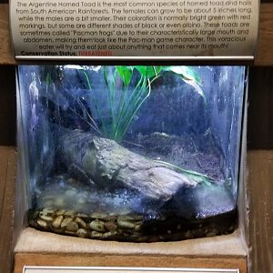 Long Island Aquarium - Argentine horned frog