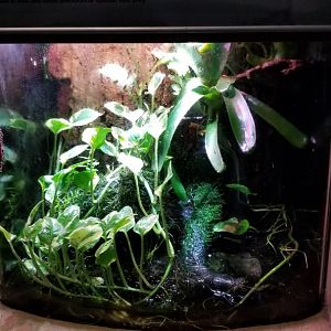 Long Island Aquarium - Vietnamese mossy frog