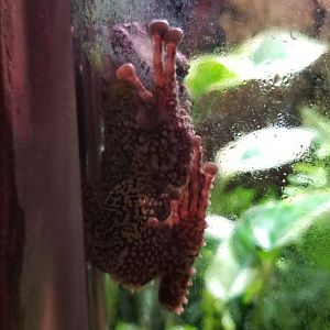 Long Island Aquarium - Vietnamese mossy frog