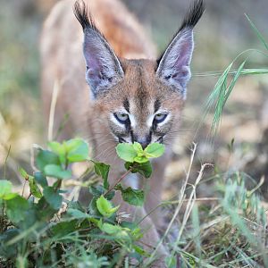 female caracal kitten