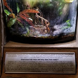 Long Island Aquarium - Empty?