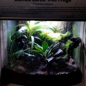 Long Island Aquarium - Borneo eared treefrog