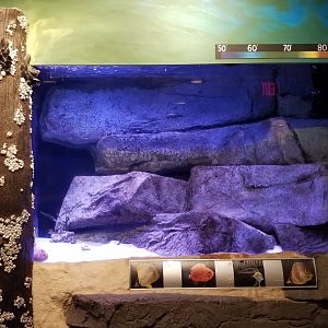 Long Island Aquarium - NY Marine Rescue Center room, tank 1