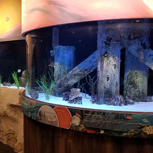 Long Island Aquarium - NY Marine Rescue Center room, tank 2