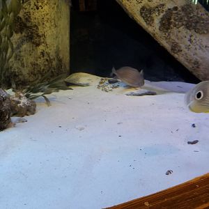 Long Island Aquarium - NY Marine Rescue Center room