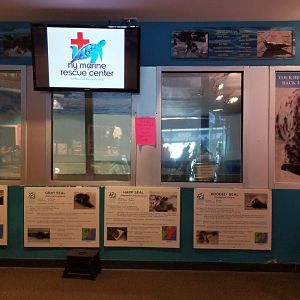 Long Island Aquarium - NY Marine Rescue Center room, seal tanks (empty)