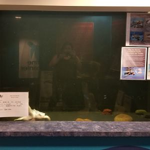 Long Island Aquarium - NY Marine Rescue Center room, rescued Kemp's Ridley