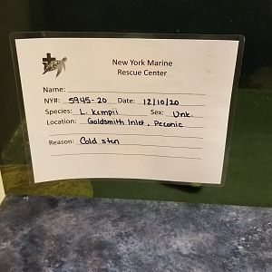 Long Island Aquarium - NY Marine Rescue Center room, rescued Kemp's Ridley