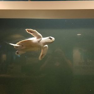 Long Island Aquarium - NY Marine Rescue Center room, rescued Kemp's Ridley