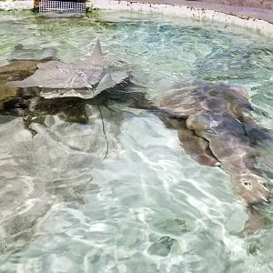 Long Island Aquarium - Touch Tank