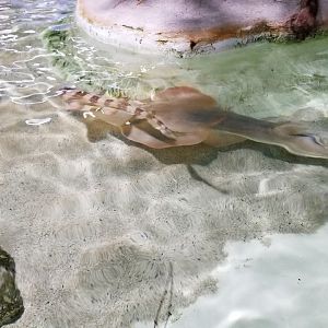 Long Island Aquarium - Touch Tank, white-spotted bamboo shark, shovelnose guitarfish