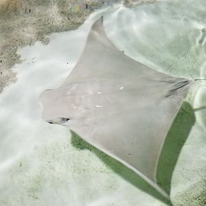 Long Island Aquarium - Touch Tank, cownose ray