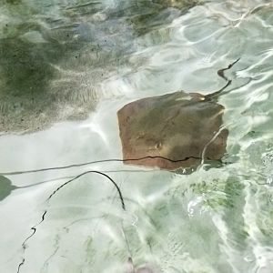 Long Island Aquarium - Touch Tank, ray, ??