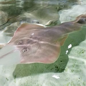 Long Island Aquarium - Touch Tank, shovelnose guitarfish