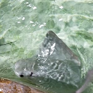 Long Island Aquarium - Touch Tank, cownose ray