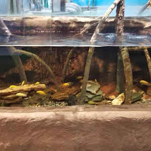 Long Island Aquarium - Archer fish