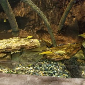 Long Island Aquarium - Archer fish